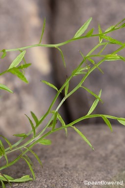 Plant form